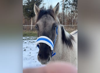 Konik polski, Wałach, 4 lat, 142 cm, Bułana