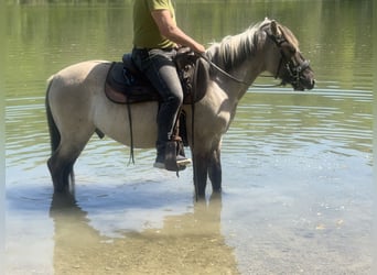 Konik polski, Wałach, 4 lat, 142 cm, Bułana