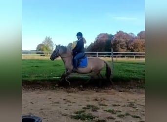 Konik polski, Wałach, 4 lat, 142 cm, Bułana