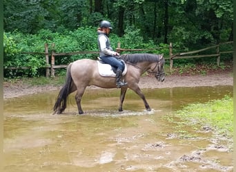 Konik polski, Wałach, 4 lat, 142 cm
