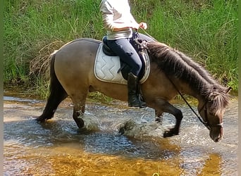 Konik polski, Wałach, 4 lat, 142 cm