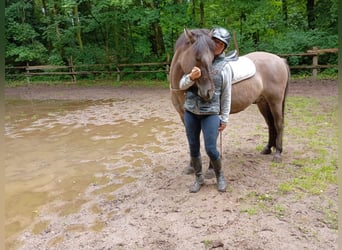 Konik polski, Wałach, 4 lat, 142 cm