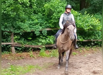 Konik polski, Wałach, 4 lat, 142 cm