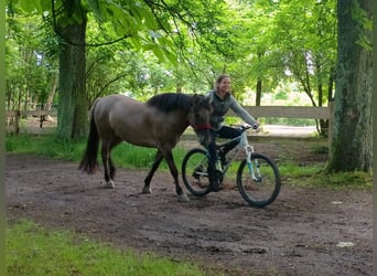 Konik polski, Wałach, 4 lat, 142 cm