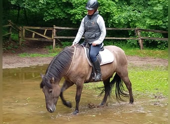 Konik polski, Wałach, 4 lat, 142 cm