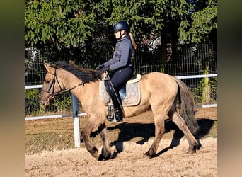 Konik polski, Wałach, 4 lat, 144 cm, Bułana