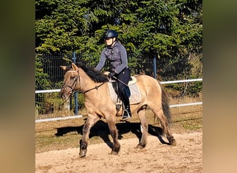 Konik polski, Wałach, 4 lat, 144 cm, Bułana