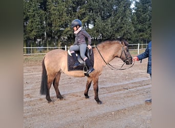 Konik polski, Wałach, 4 lat, 145 cm, Bułana