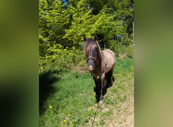 Konik polski, Wałach, 5 lat, 144 cm, Grullo