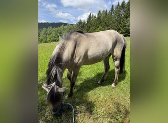 Konik polski, Wałach, 6 lat, 130 cm, Bułana