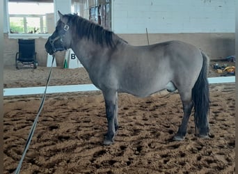 Konik polski, Wałach, 6 lat, 135 cm, Bułana
