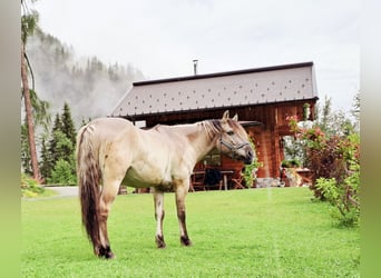 Konik polski, Wałach, 6 lat, 142 cm