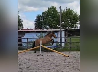 Konik polski, Wałach, 6 lat, 145 cm, Bułana