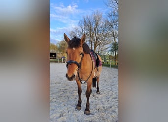 Konik polski, Wałach, 6 lat, 145 cm, Bułana