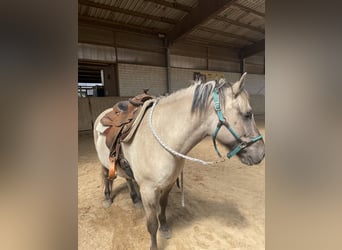 Konik polski Mix, Wałach, 6 lat, 145 cm, Grullo