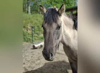 Konik polski, Wałach, 7 lat, 138 cm, Bułana