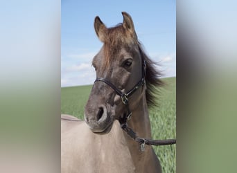Konik polski, Wałach, 8 lat, 132 cm, Bułana