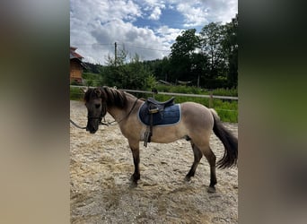 Konik polski, Wałach, 3 lat, 135 cm, Bułana