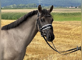 Konik polski, Wałach, 3 lat, 135 cm, Bułana