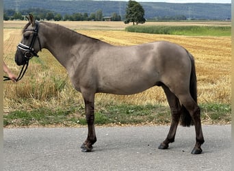 Konik polski, Wałach, 3 lat, 135 cm, Bułana