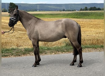 Konik polski, Wałach, 3 lat, 135 cm, Bułana