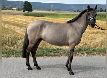 Konik polski, Wałach, 3 lat, 135 cm, Bułana