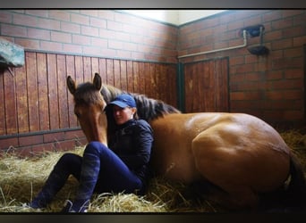 Konik polski, Wałach, 3 lat, 142 cm, Bułana