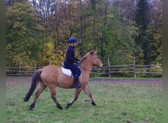 Konik polski, Wałach, 3 lat, 142 cm, Bułana