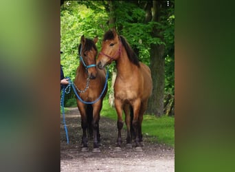 Konik polski, Wałach, 3 lat, 142 cm, Bułana