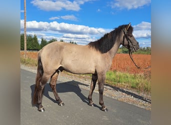 Konik polski, Wałach, 3 lat, 142 cm, Bułana