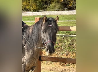 Konik polski, Wałach, 4 lat, 134 cm, Grullo