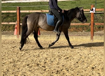 Konik polski, Wałach, 4 lat, 134 cm, Grullo