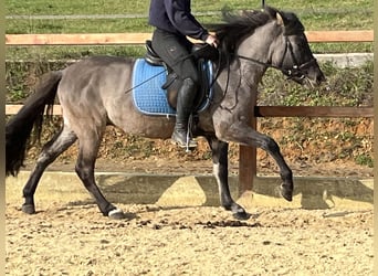 Konik polski, Wałach, 4 lat, 134 cm, Grullo