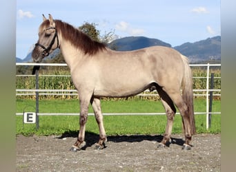 Konik polski, Wałach, 4 lat, 141 cm, Grullo