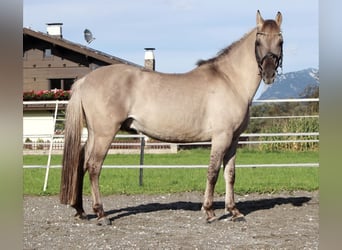 Konik polski, Wałach, 4 lat, 141 cm, Grullo