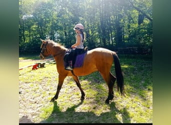 Konik polski, Wałach, 4 lat, 142 cm, Bułana