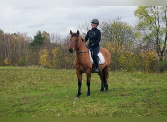 Konik polski, Wałach, 4 lat, 142 cm, Bułana