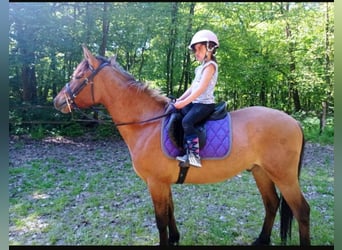 Konik polski, Wałach, 4 lat, 142 cm, Bułana