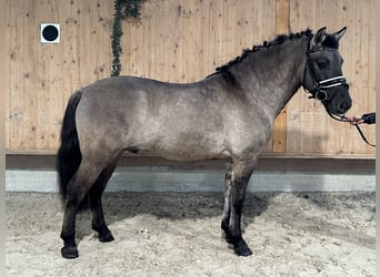 Konik polski, Wałach, 4 lat, 142 cm, Bułana