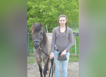 Konik polski, Wałach, 6 lat, 125 cm