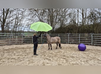 Konik polski, Wałach, 6 lat, 139 cm, Bułana