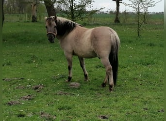 Konik polski, Wałach, 6 lat, 140 cm