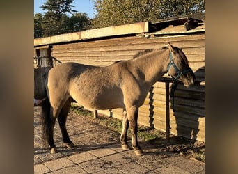 Konik polski, Wałach, 6 lat, 145 cm