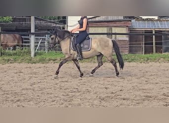 Konik polski, Wałach, 7 lat, 135 cm, Bułana