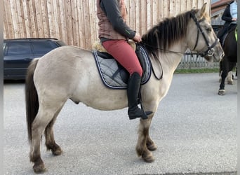Konik polski, Wałach, 7 lat, 138 cm, Bułana