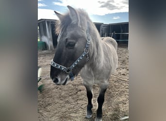 Konik, Ruin, 11 Jaar, 129 cm, Falbe