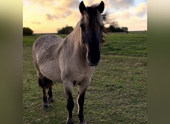 Konik, Ruin, 13 Jaar, Falbe