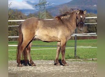 Konik, Ruin, 2 Jaar, 125 cm, Grullo Konik, Ruin, 2 Jaar, 125 cm, Grullo