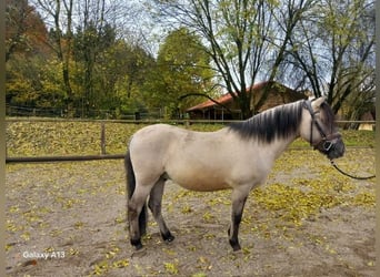 Konik, Ruin, 3 Jaar, 140 cm, Falbe