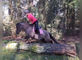 Konik, Wallach, 3 Jahre, 142 cm, Falbe